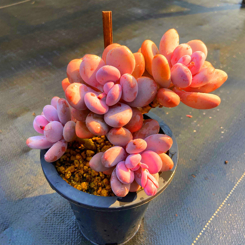 超大桃蛋老桩多肉植物多年年老桩粉色系开花多肉植物