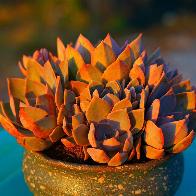 多肉植物初恋多头群生大盆盆栽新手好养桌面多肉植物