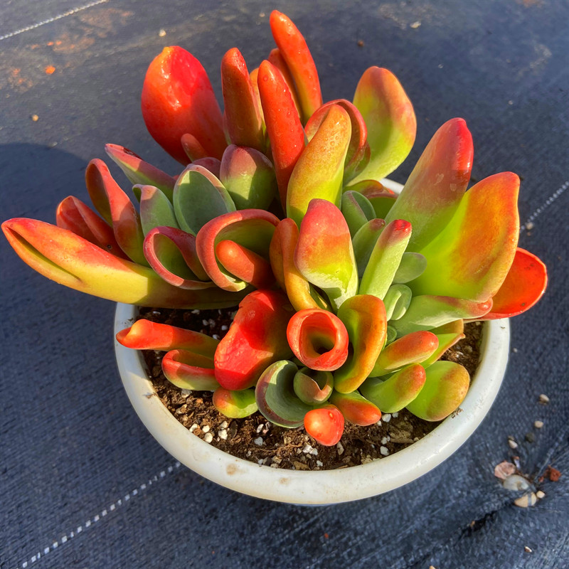 盆栽超大火狐狸多肉植物大颗好贵阳台室内精品多肉植物