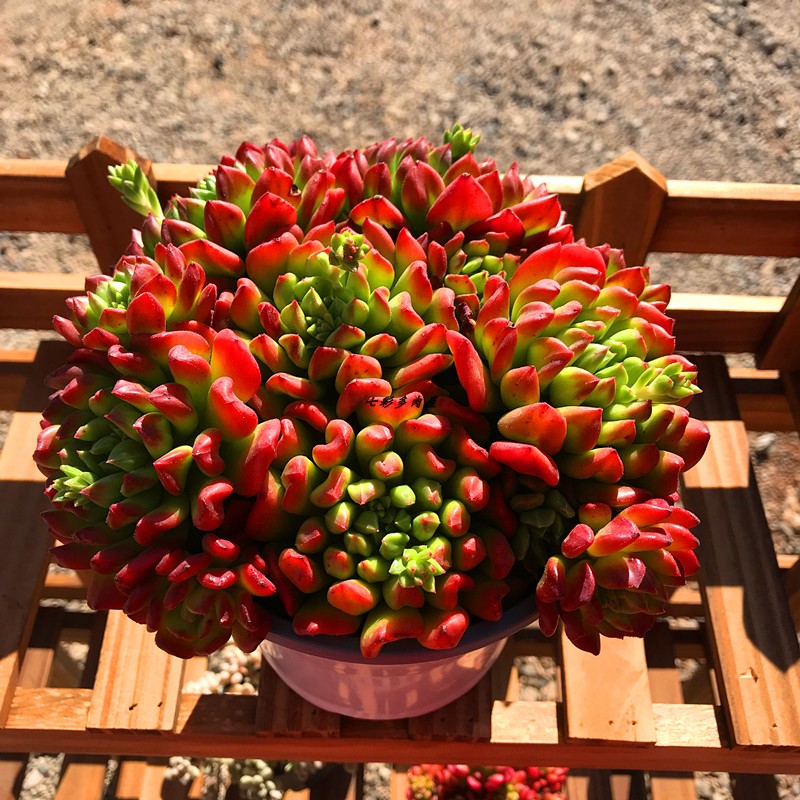 多肉植物红灯笼灯笼红宝石阳台盆栽防辐射多肉植物