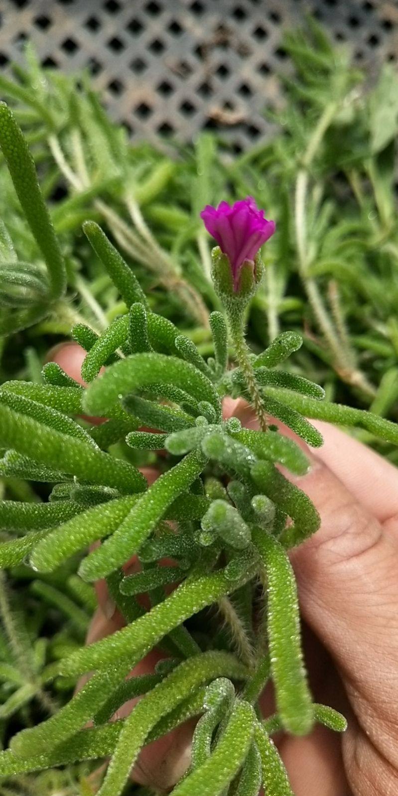 小兔子枝干番杏一物一拍番杏科包邮开粉花行行多肉多肉植物