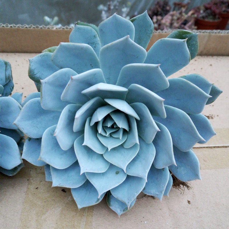 多肉植物薄叶蓝鸟盆栽老桩四季阳台超大捧花多肉植物