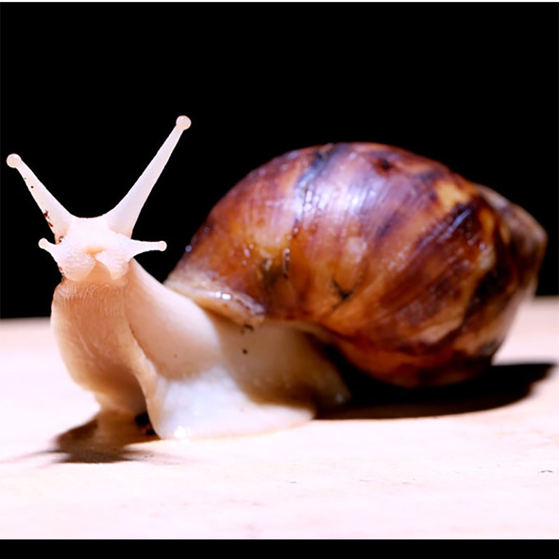白玉蜗牛活体宠物学生科学实验观察套装巨型美容螺