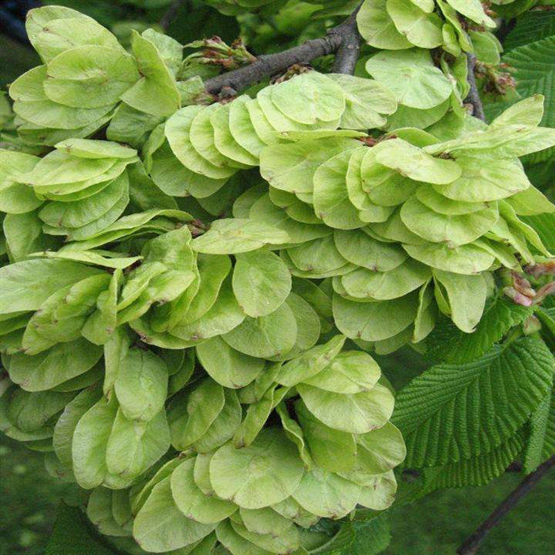 榆树树苗速生小苗庭院绿化苗木可食用小叶榔榆行道树