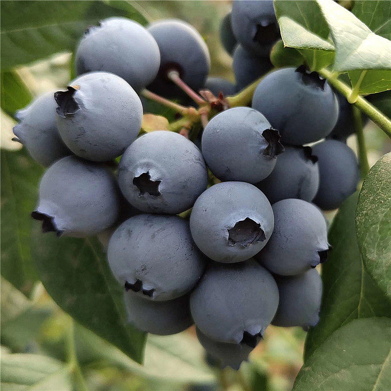 青岛头茬奥尼尔蓝莓1518mm纯甜13年种植现摘顺丰蓝莓