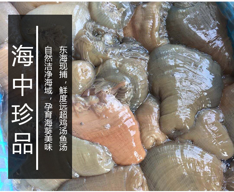 福建霞浦野生海葵沙子口1斤装沙蒜虫鲜活体海鲜水产海肠子煲汤鲜