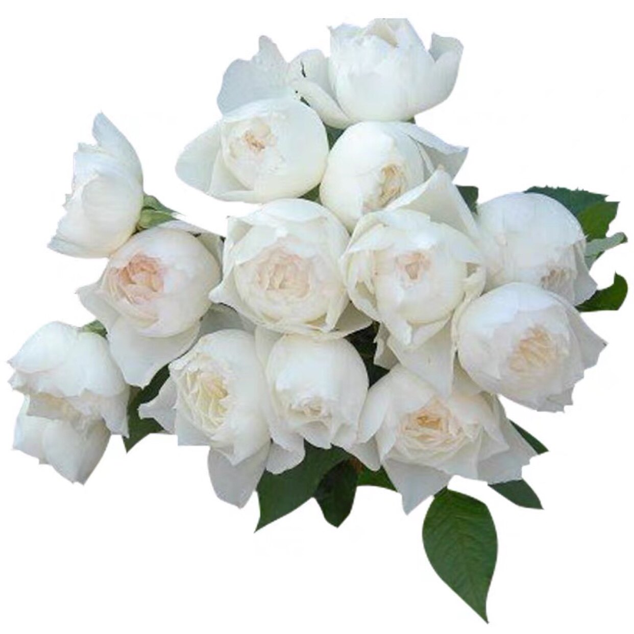 心之水滴月季盆栽白色浓香微月大花 阳台庭院丰花易养玫瑰花苗