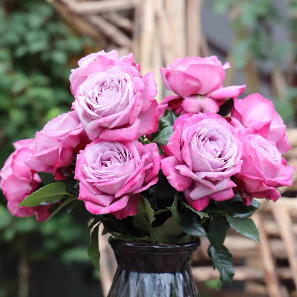 新品月季紫魂香水紫色冰激凌味香勤花推荐花卉观叶