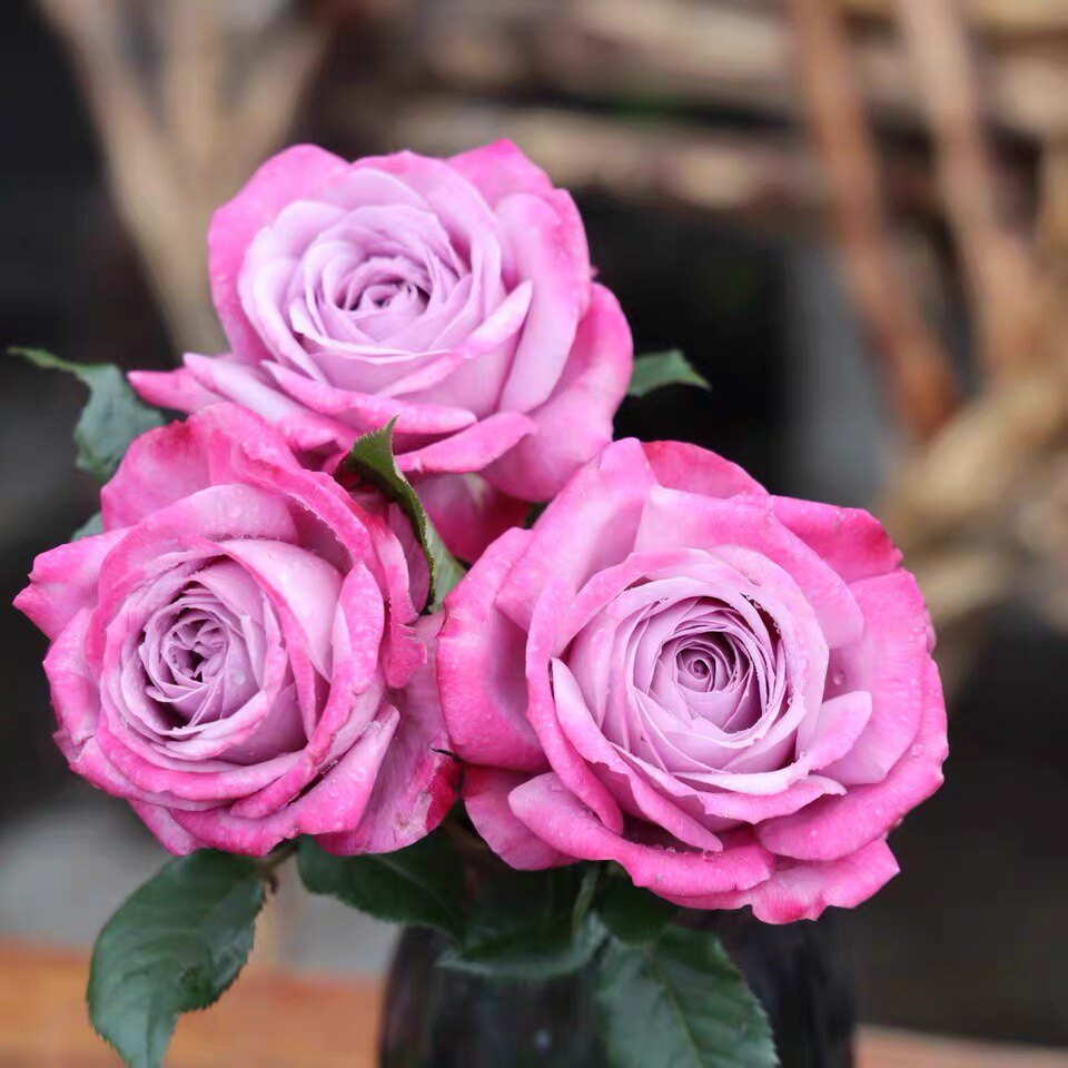 新品月季紫魂香水紫色冰激凌味香勤花推荐花卉观叶