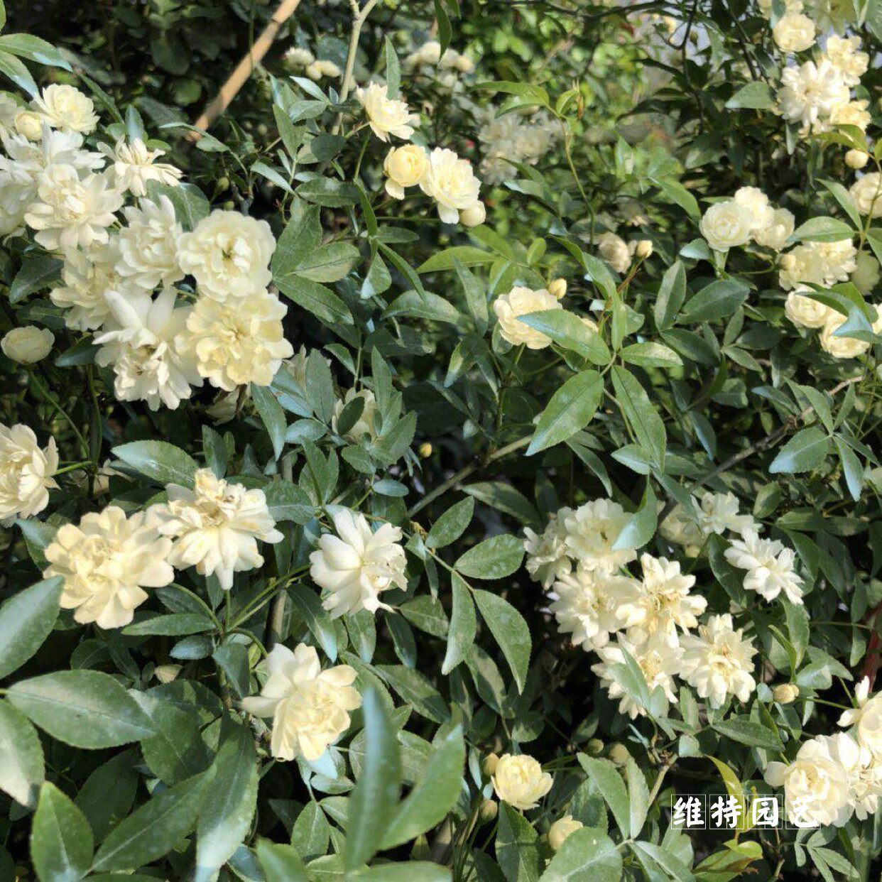 白木香盆栽苗阳台庭院重瓣白木香常绿藤本攀援花卉