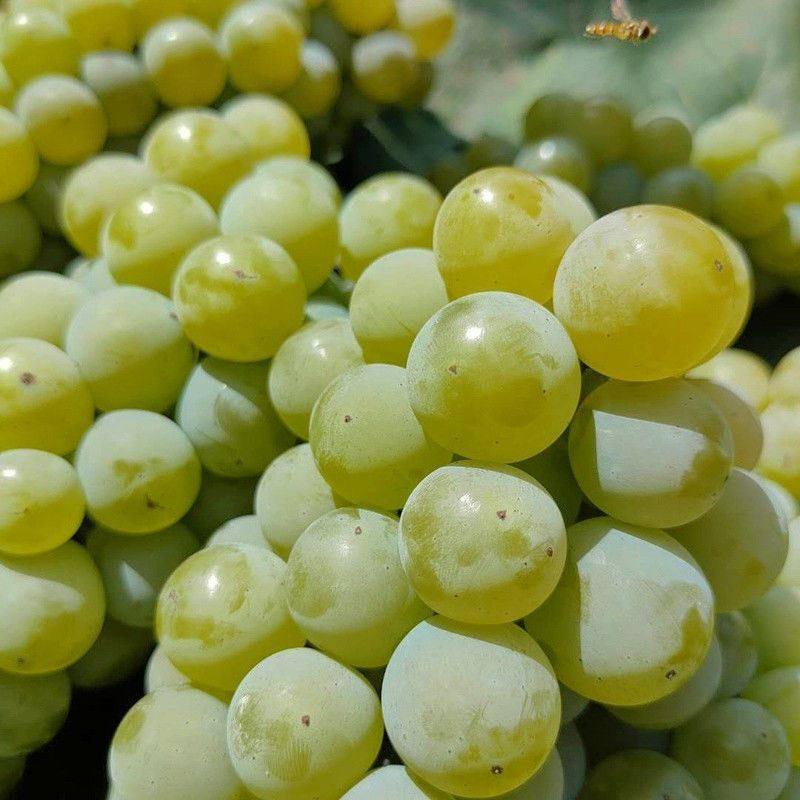 白罗莎当年玫瑰多淡味汁晚熟树苗果树葡萄罗莎果树