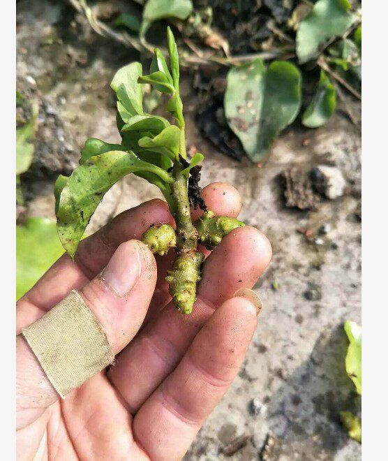 藤三七苗5毛钱一颗 200棵起发货 块根10元一斤 量大优惠并包邮