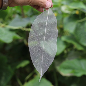 ເສັ້ນກ່າງໃບໄມ້ Magnolia ຂະຫນາດກາງ Bodhi Bookmark ວັດສະດຸດອກໄມ້ແຫ້ງໃບ Vein Flower Making Materials Magnolia Leaf Vein Painting