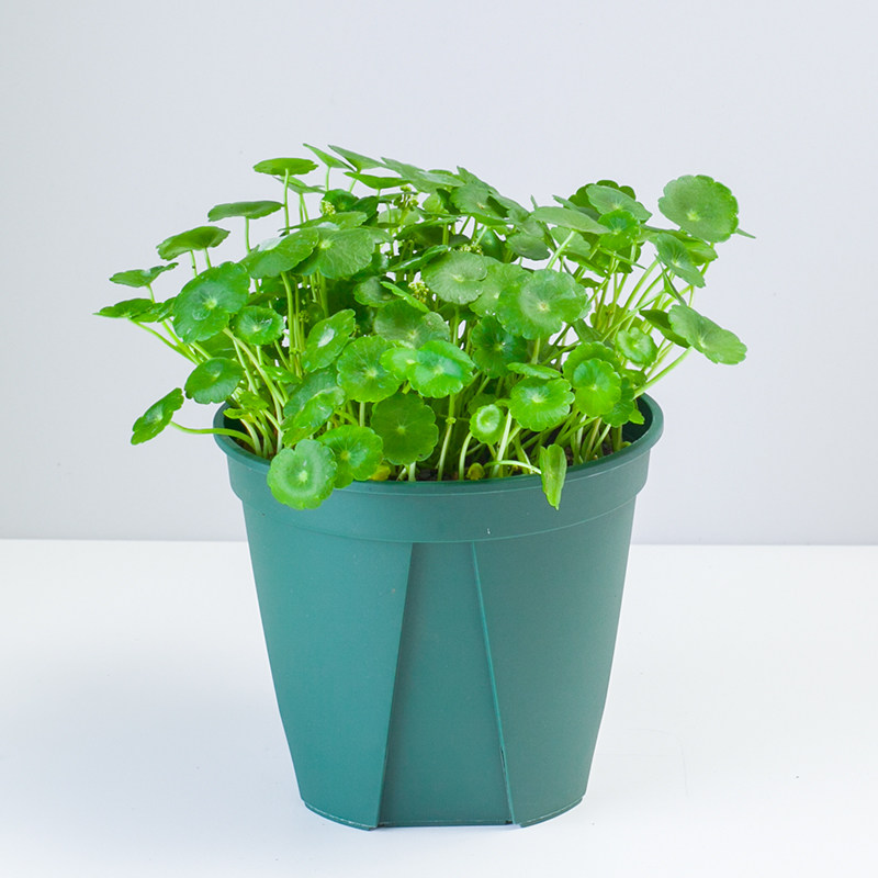 铜钱草金钱草办公室迷你水培绿色植物盆栽 室内植物金钱莲