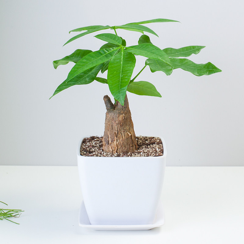 单颗小发财树除甲醛盆栽客厅绿植室内盆栽植物办公室内花草花卉