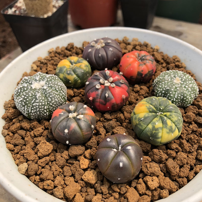 实生稀有仙人球星星球属星兜锦超兜龟甲赤花多肉植物