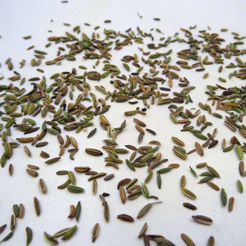 一斤包邮 葫芦巴 500克 葫芦巴籽 香草籽香豆子 芦巴子 芦罢