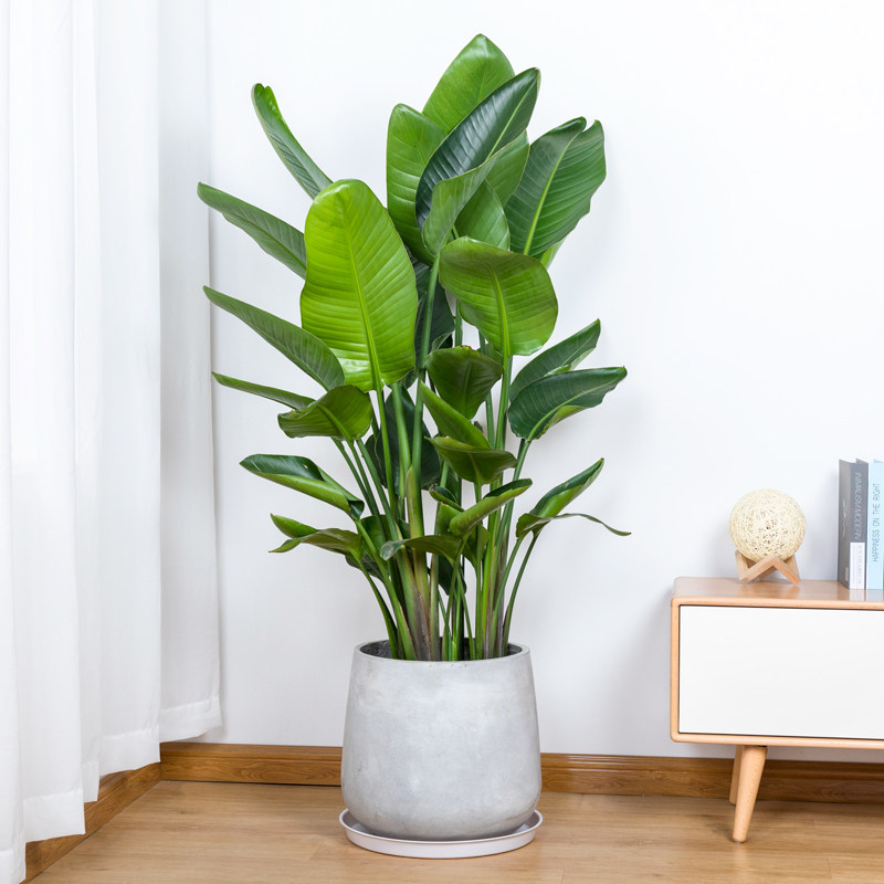 天堂鸟鹤望盆栽室内大型植物净化空气甲醛大型绿植