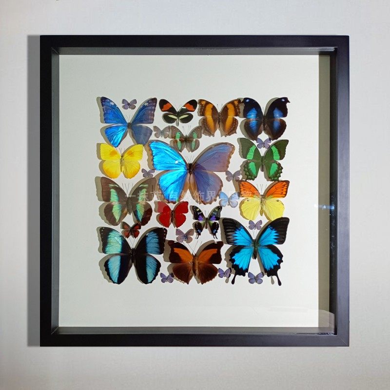 标本蝴蝶订做昆虫甲虫装饰玻璃罩立体装饰画手工标本类装饰画