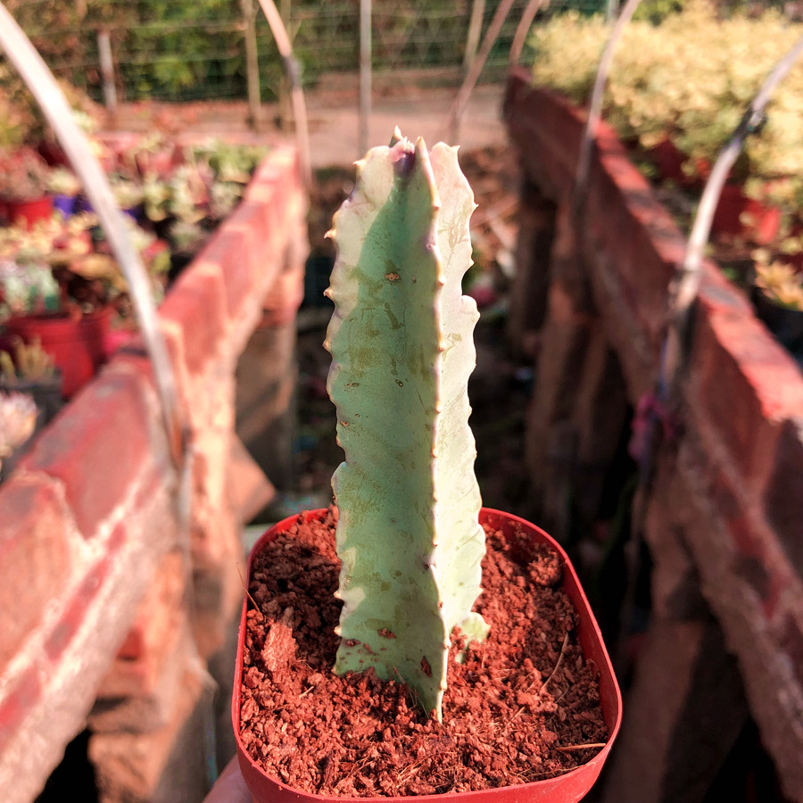 四角萝藦美丽丽水牛角仙人掌多肉植物绿植盆栽多肉植物