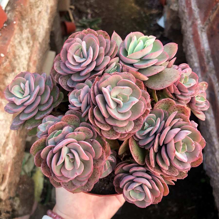 秀妍果冻色老桩红色多肉植物办公室阳台绿植花卉多肉植物