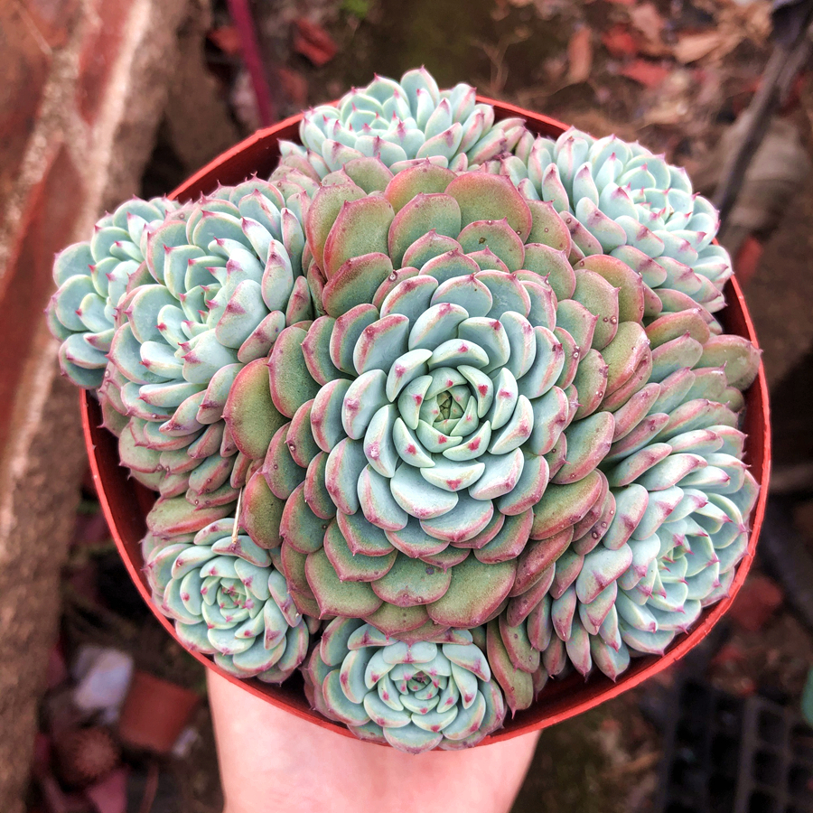 蓝姬莲老桩爆盆包邮多植物办公室绿植花卉盆栽防辐射多肉植物