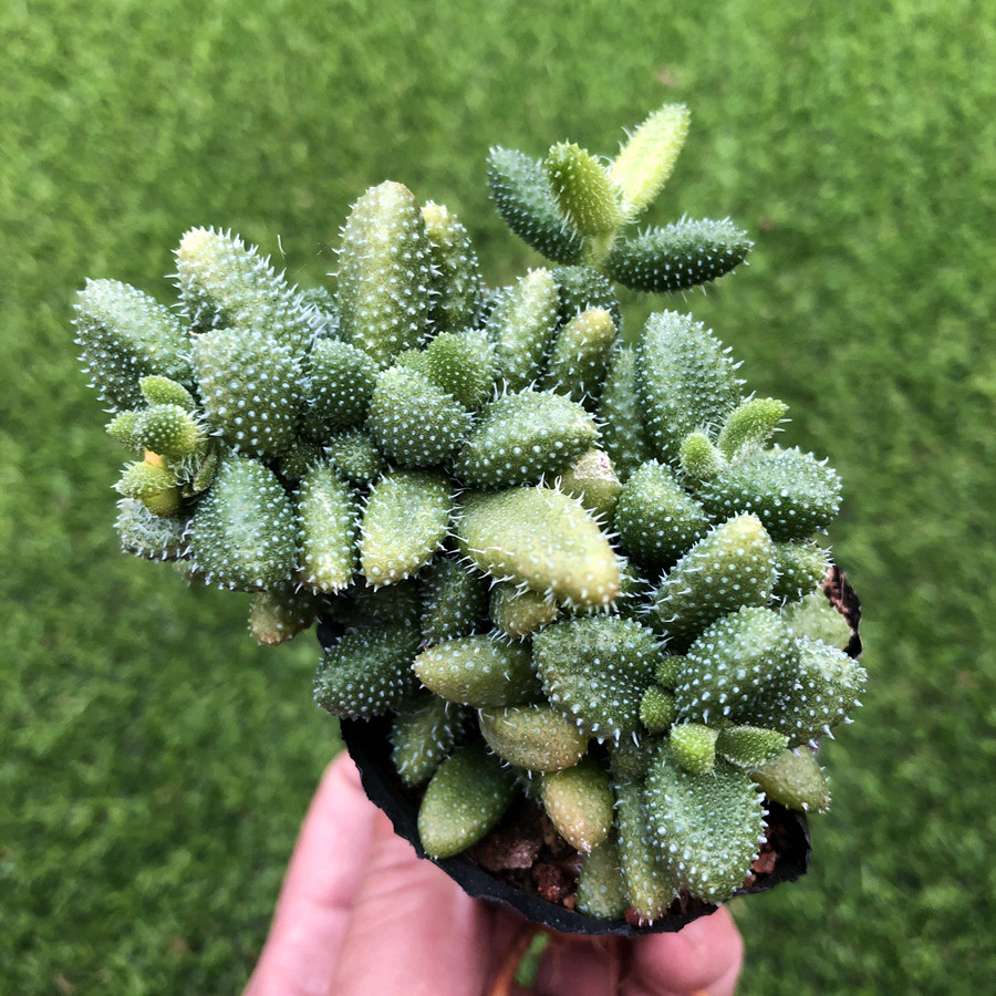 雷童多植物爆盆多头有香味开花绿植花卉盆栽室内多肉植物