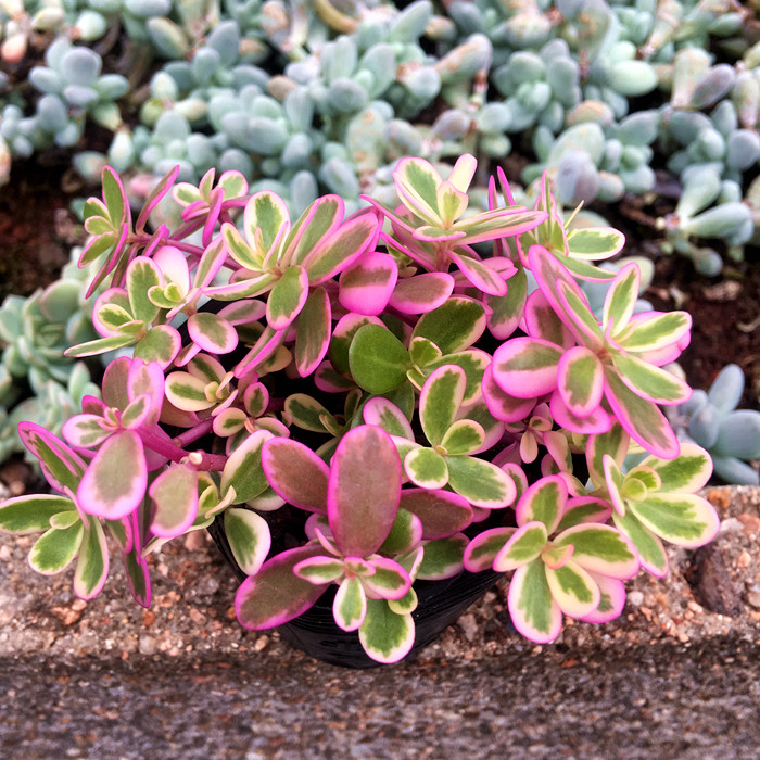 太阳花多肉植物绿植花卉超值特惠适合新手萌肉多肉植物