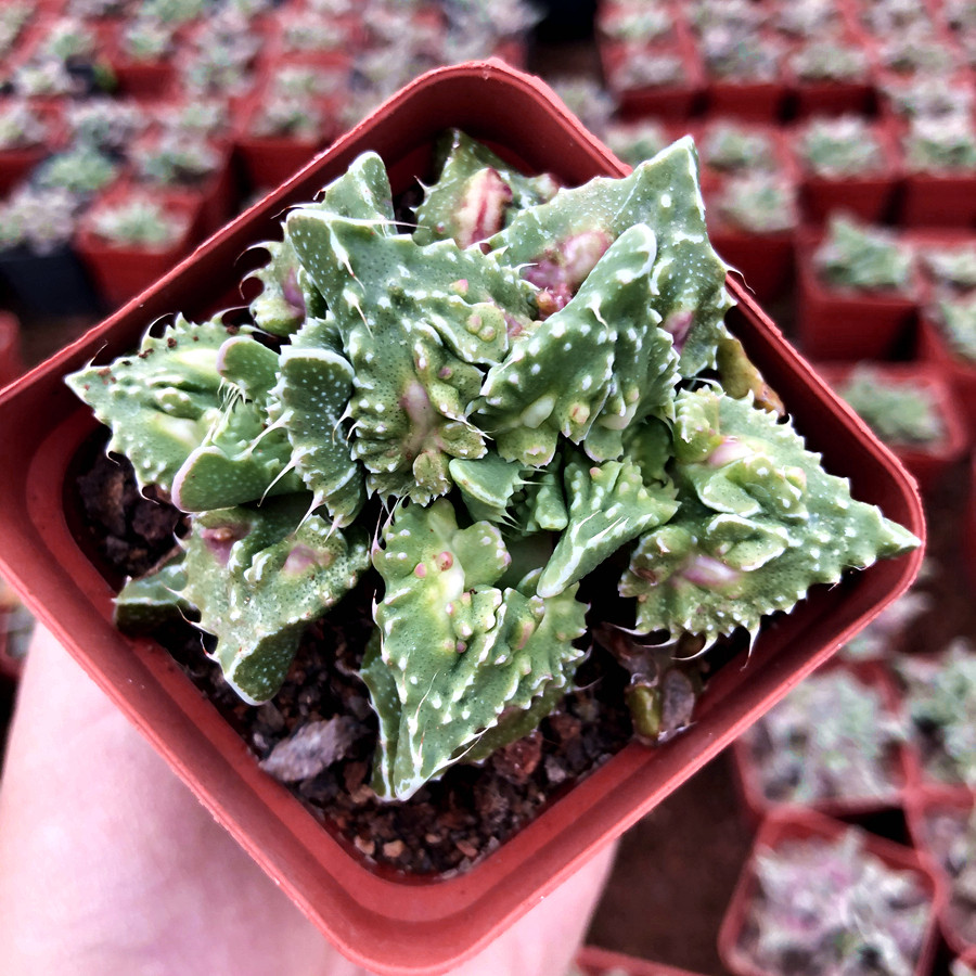 怒涛狂狼开花多肉植物群生多头绿植盆栽四海多肉植物