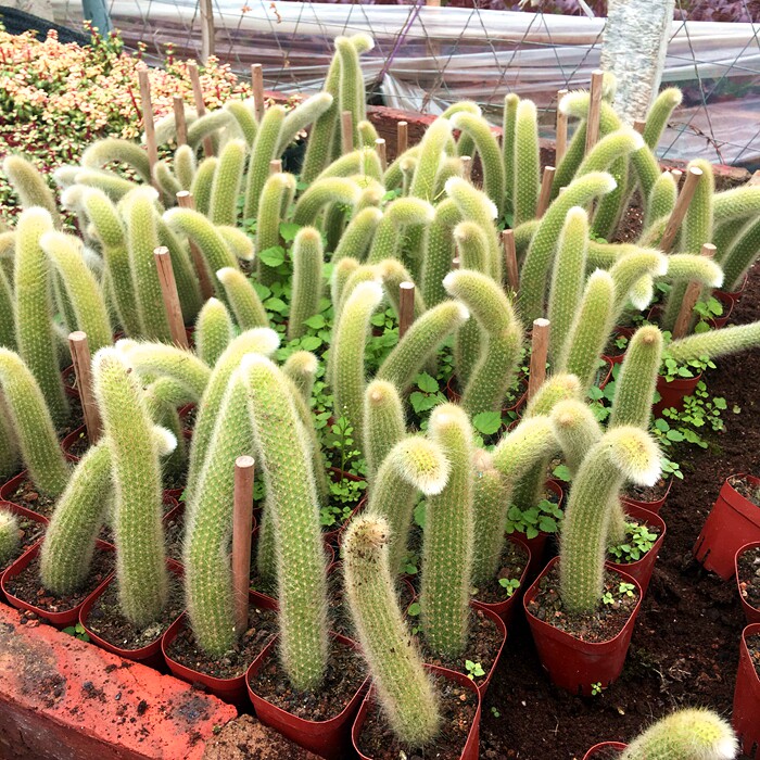 猴尾大型超萌仙人掌尾巴多肉植物可爱适合夏天多肉植物