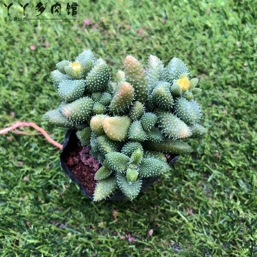 雷童多植物爆盆多头有香味开花绿植花卉盆栽室内多肉植物