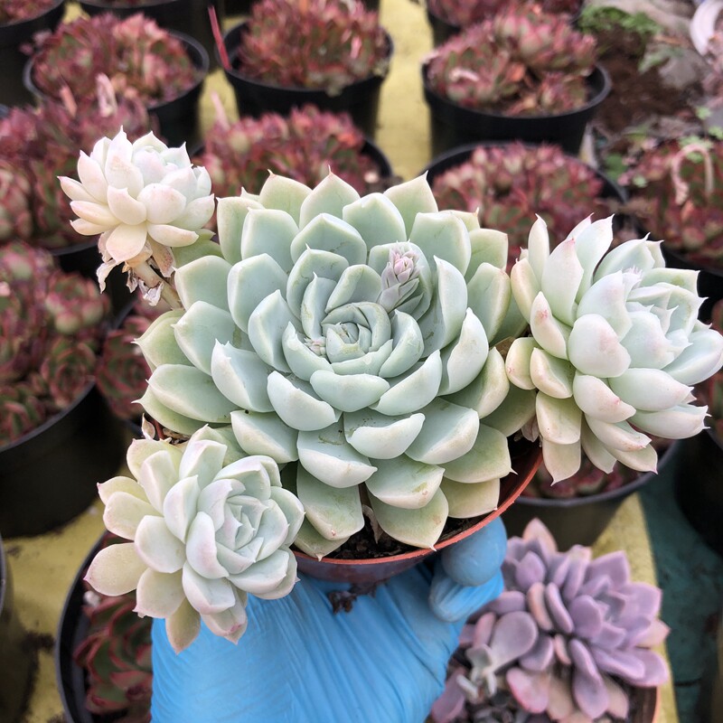 月影阿尔巴白月影群生缀化老桩卧室室内绿植组合多肉植物