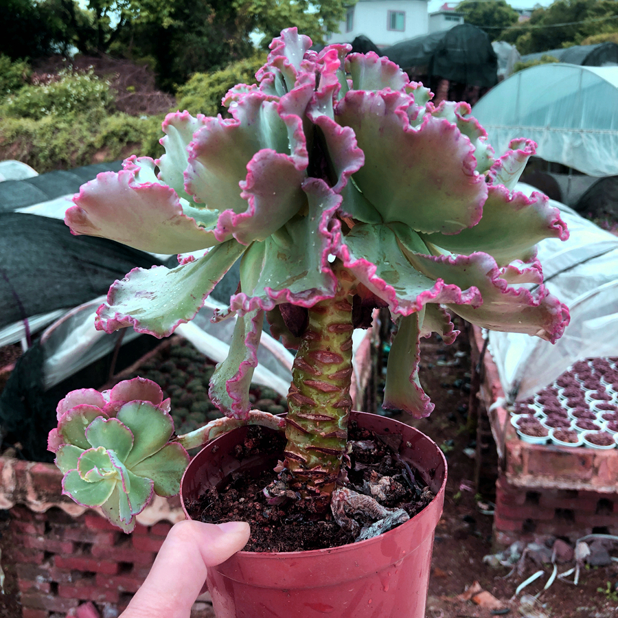 植物舞会红裙女王花笠高砂之翁多室内多肉老桩多肉植物