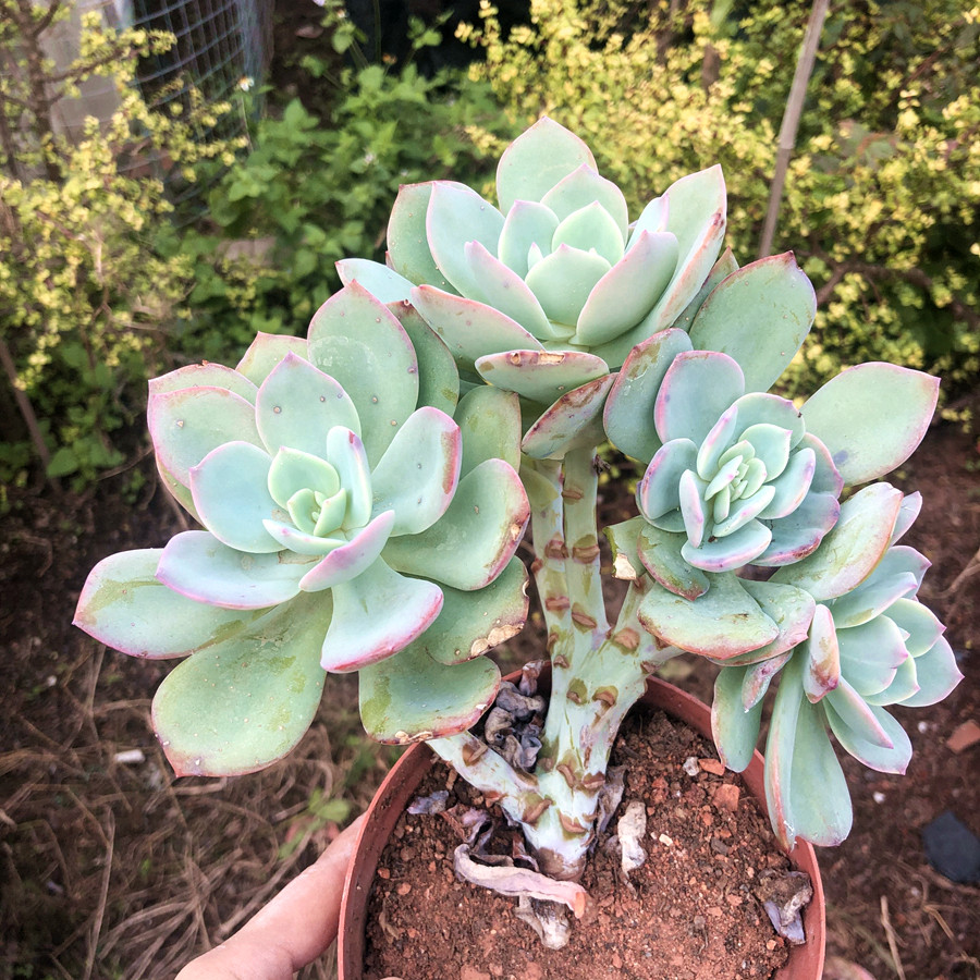 白凤老一物一拍巨型办公室组合盆栽阳台客厅绿植多肉植物