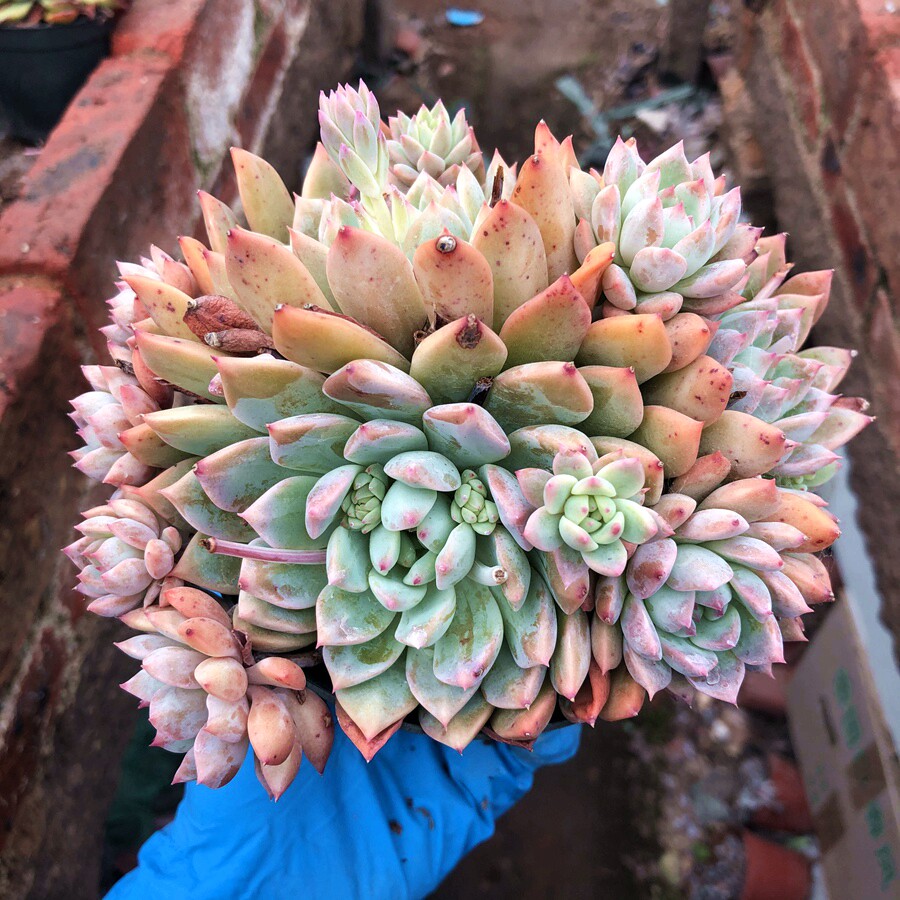 霜花多肉植物多头群生老桩精品小贵货包室内多肉植物