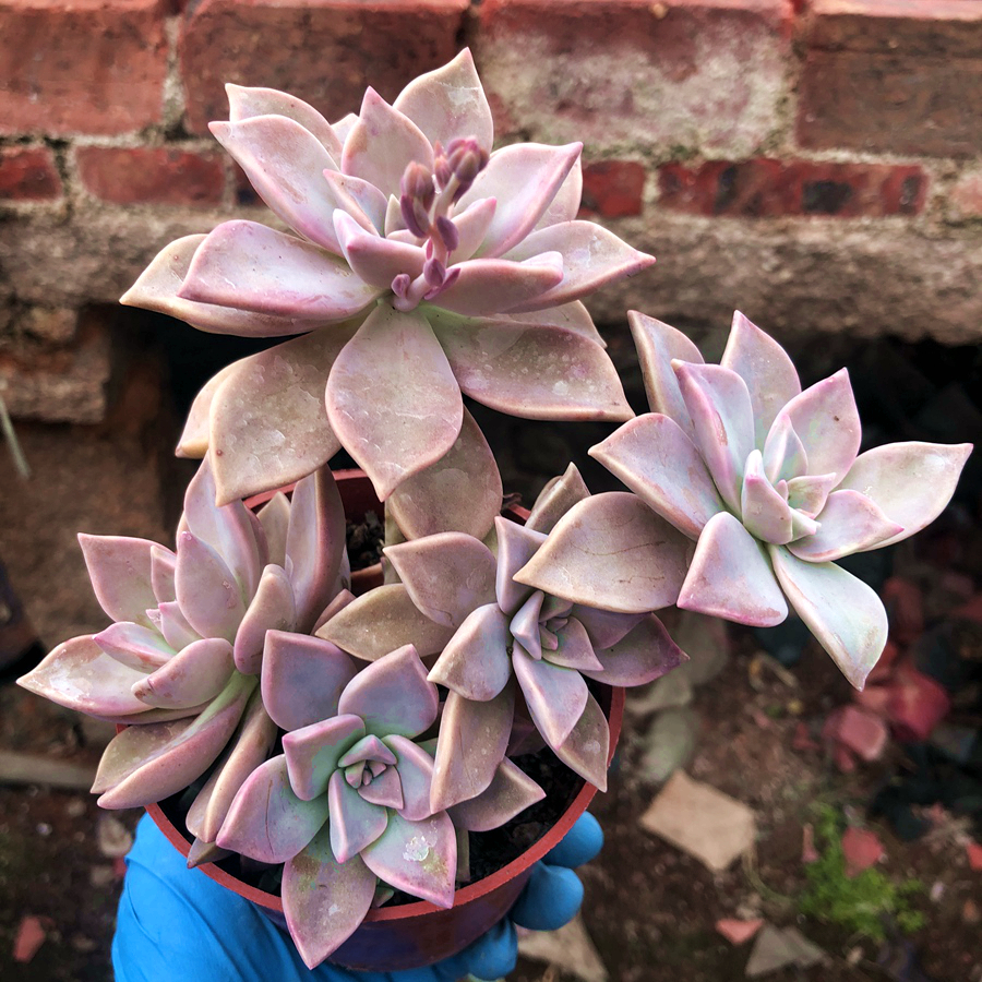 胧月室内易爆甲醛防辐射桌面电脑桌电脑植物韩彩莲多肉植物