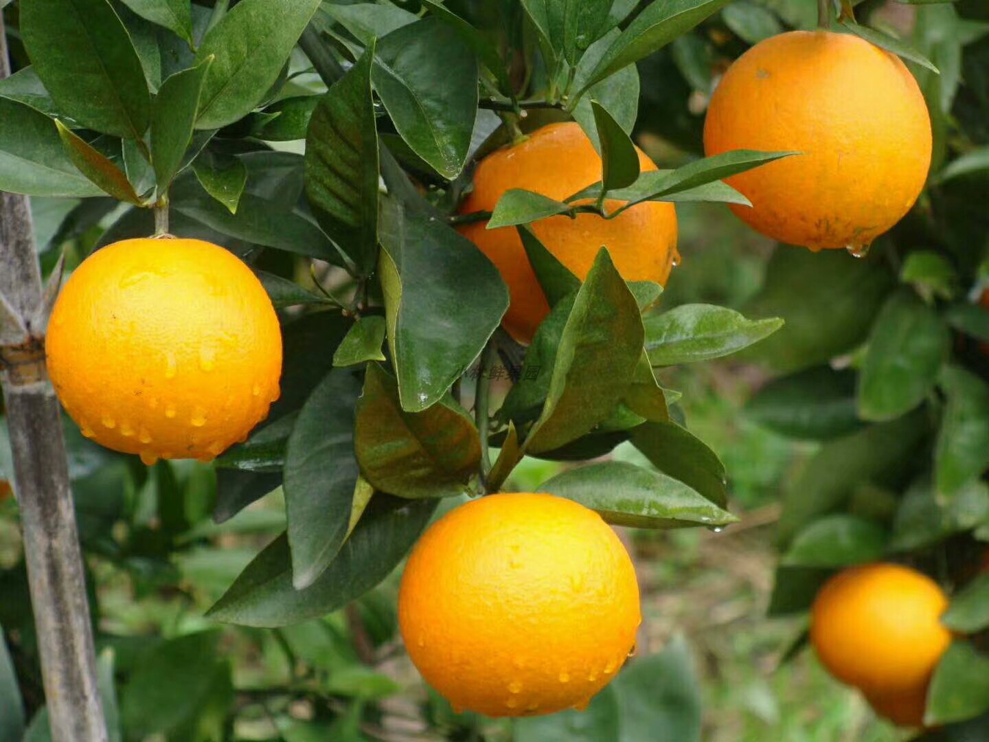 广西桂林蜂蜜橙蜜香橙 优于糖橙脐橙冰糖橙10斤装 新鲜纯甜不酸