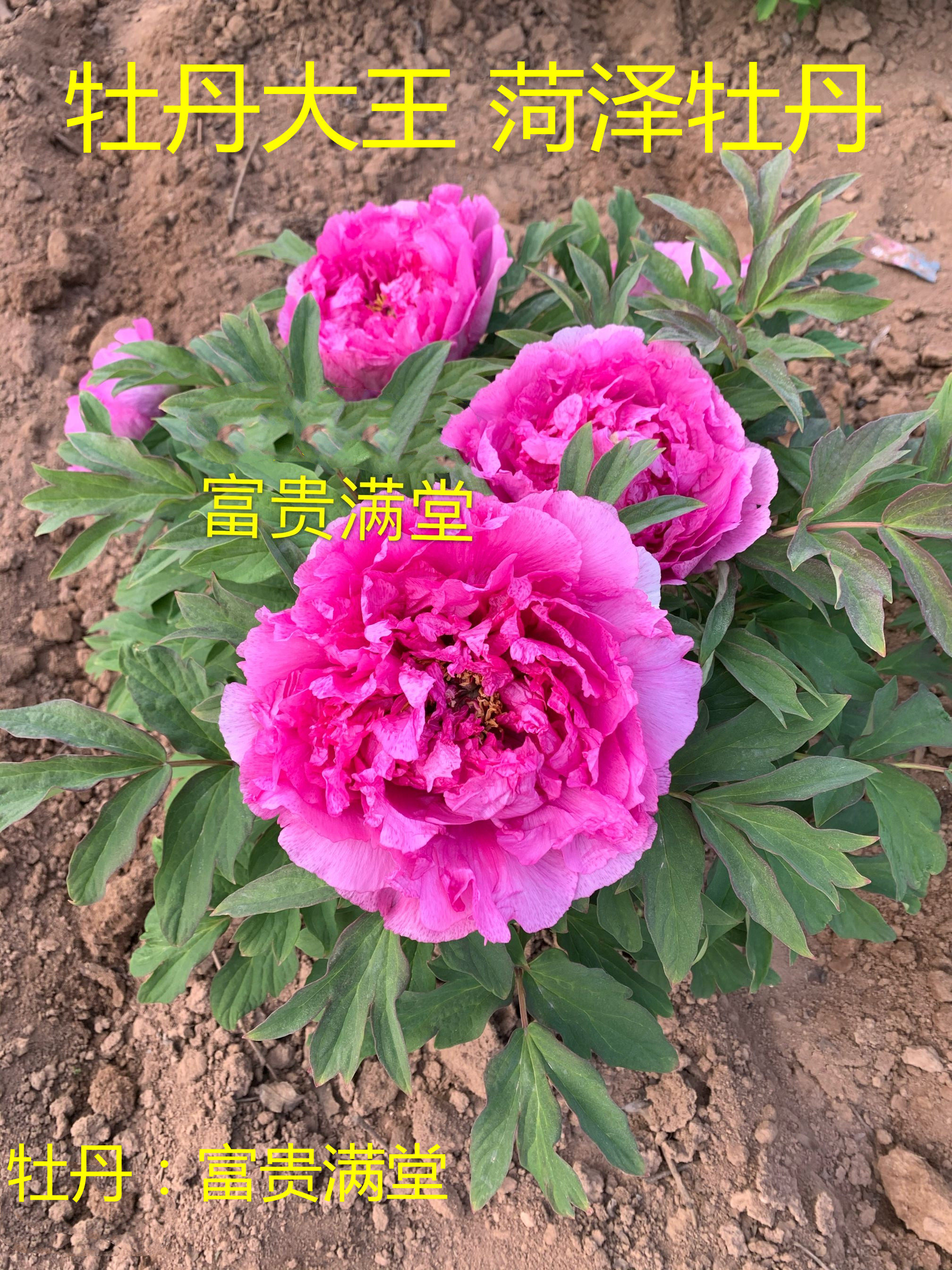 牡丹大王富贵满堂正宗重瓣盆栽庭院花盆菏泽牡丹花时令草本花卉