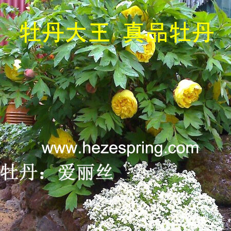 牡丹大王爱丽丝正宗多层重瓣室内盆栽菏泽大苗时令草本花卉