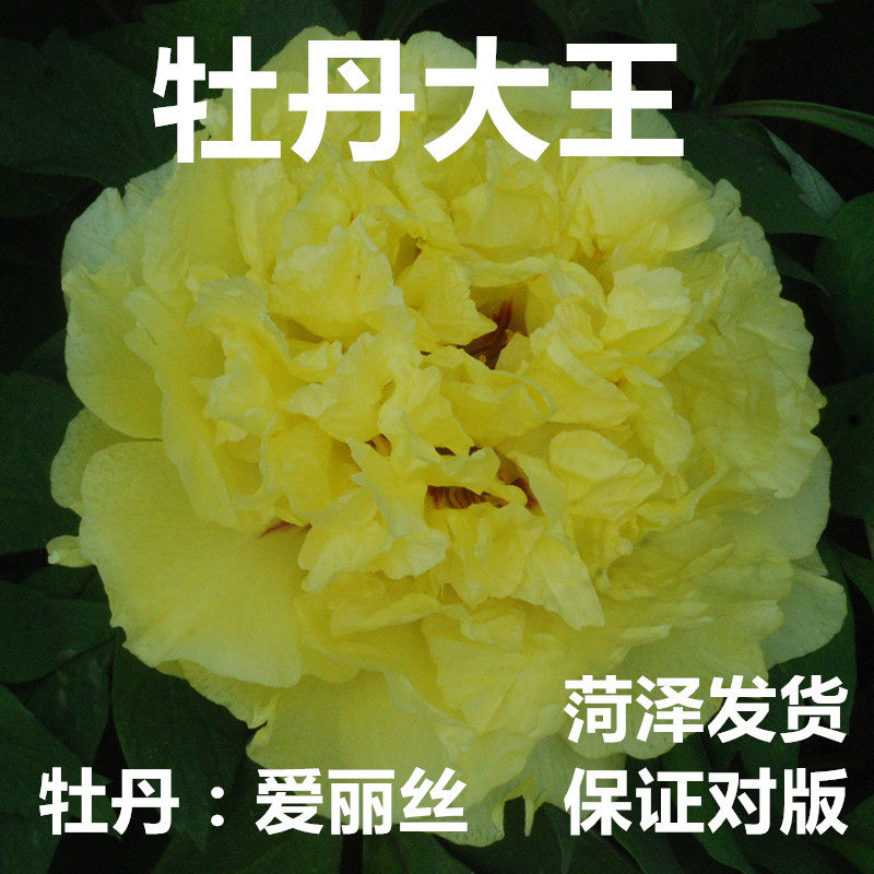 牡丹大王爱丽丝正宗多层重瓣室内盆栽菏泽大苗时令草本花卉