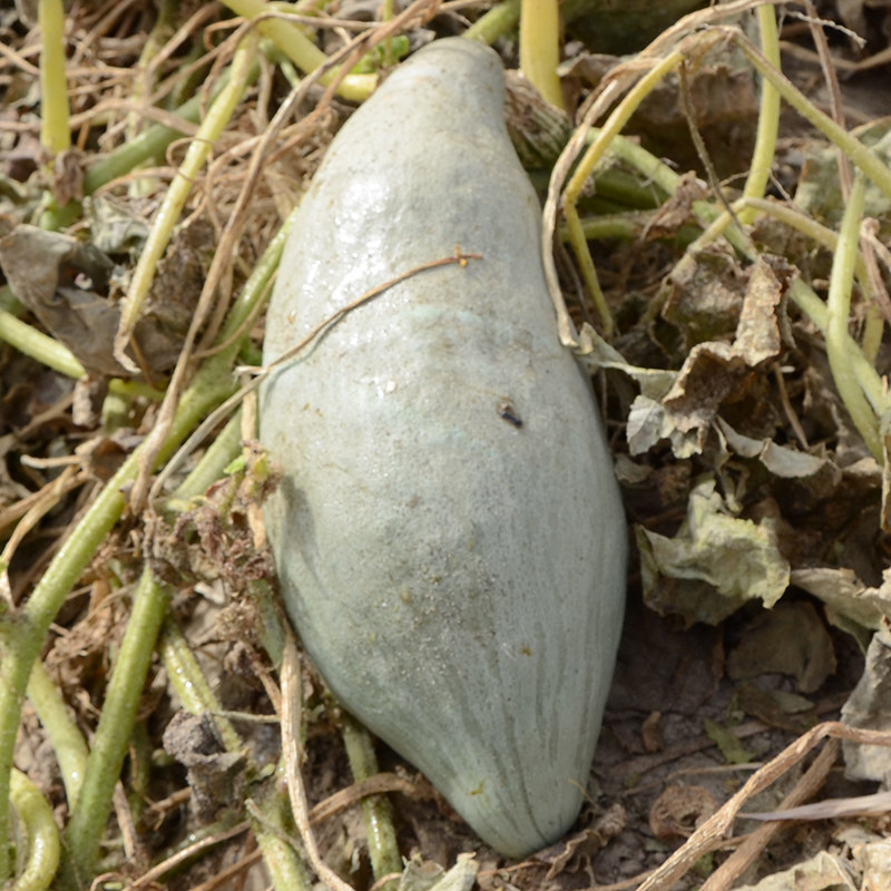 新疆楼兰戈壁滩沙漠天然南瓜板栗孕妇南瓜