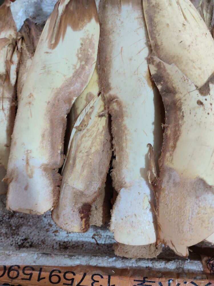 江西于都纯天然棕包棕苞花棕包米棕笋棕贝包棕芘其它