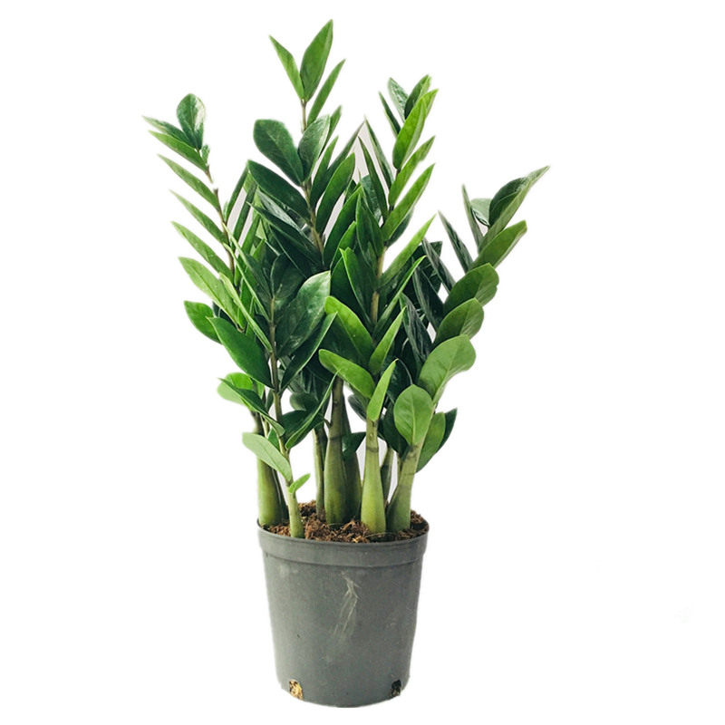 金钱树盆栽 植物室内客厅大摇钱树钱串子招财发财树绿植净化空气