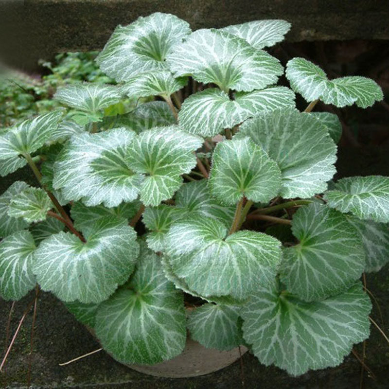 盆栽虎耳观赏植物花卉别名草苗金丝荷叶绿植