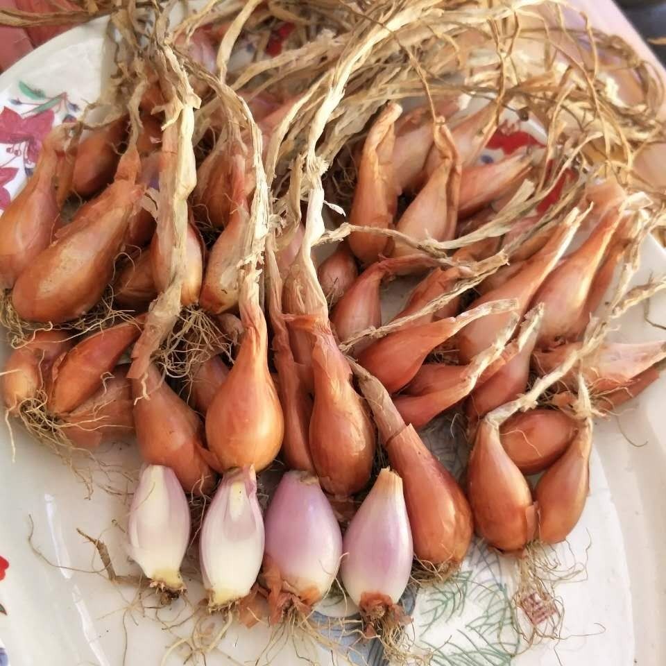 葱头农家红葱头新鲜油葱酥干广东正宗小香香火葱类