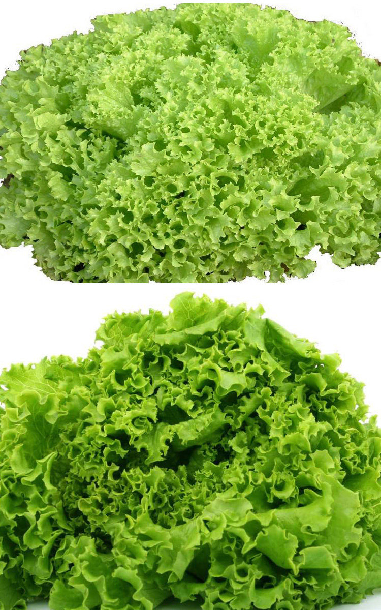 大速生菜种子奶油美味香甜生吃蔬菜四季大田家庭园艺种子