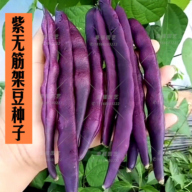 菜种蔬菜盆栽阳台播种春秋豇豆四季眉豆豆角家庭园艺种子