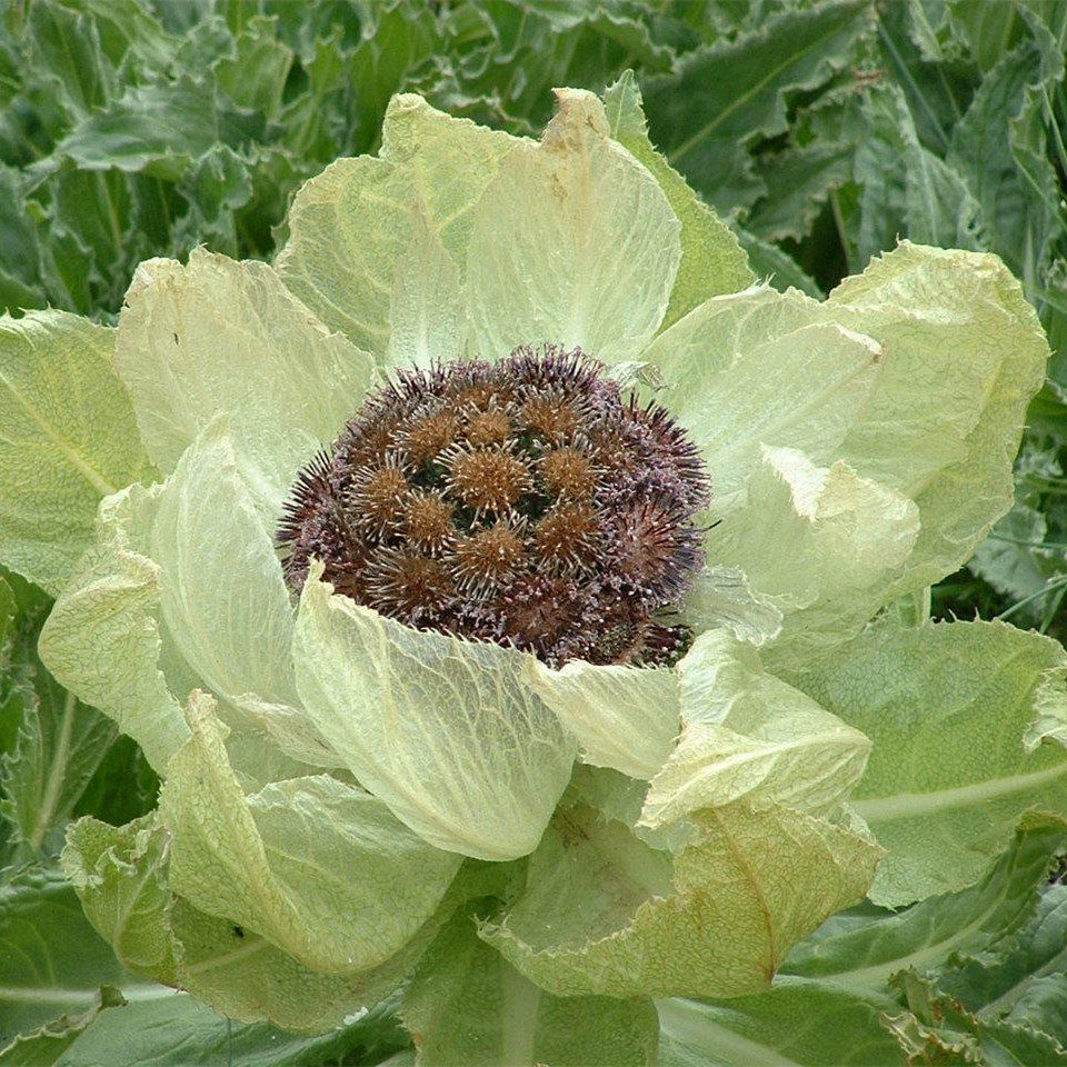 冰的功效与作用_冰花的功效与作用_冰了花功效与作用