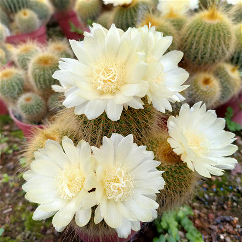 开花金冠小盆防辐射办公室养活易开花仙人植物多肉多肉植物