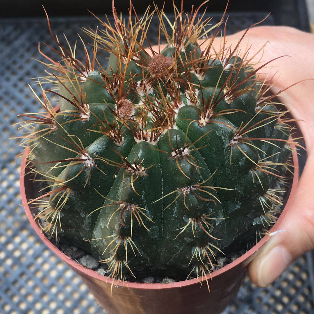 球球也疯狂 红花青王丸 南国玉属实生仙人球南国玉属多肉植物盆栽  球